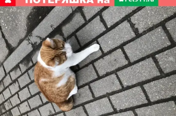 Найден ласковый рыжий котик с ошейником в Москве