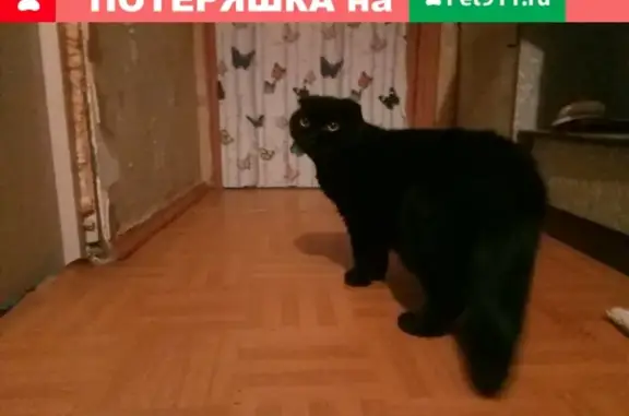 Найдена кошка в Москве, черная с вислоухими и медленным ходом.
