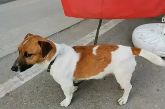 Найдена собака Джек Рассел на ул. Тенистая, Краснодар