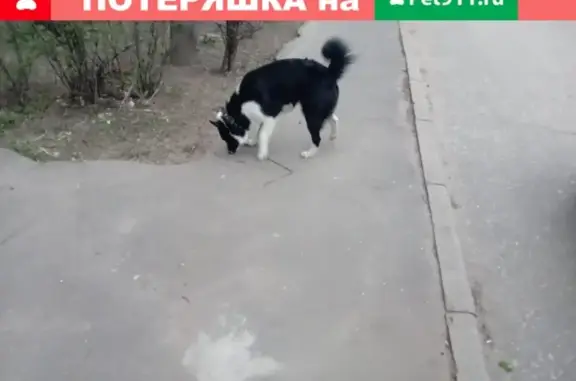 Найдена собака в Климовске, ул. Рощинская 19