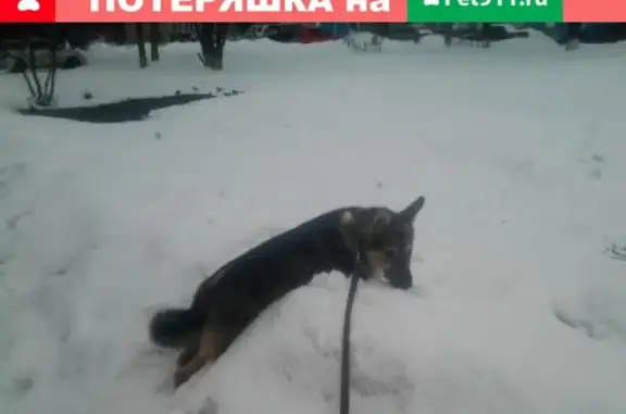 Пропала собака возле Универсама, Новокузнецк