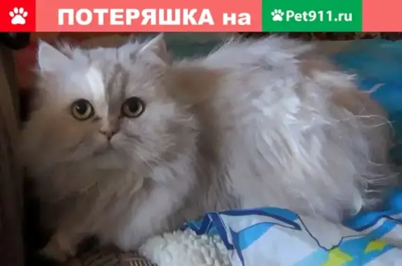 Пропала беленькая кошка в Ново-переделкино, Москва