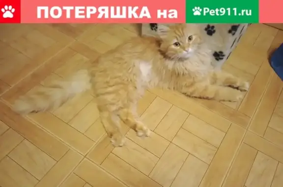 Пропала кошка на улице 50 лет Октября, Москва