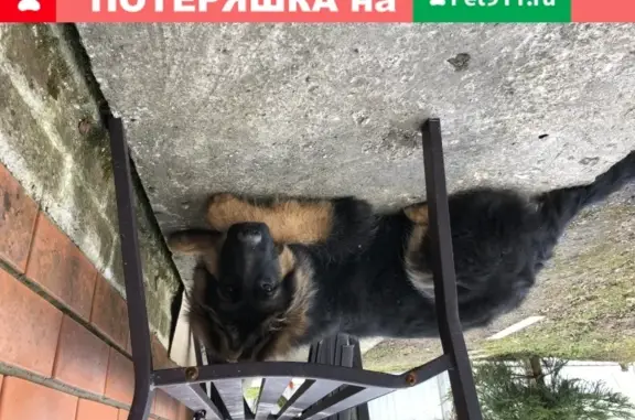 Пропала собака немецкой овчарки в Сергиевом Посаде