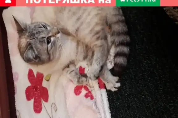 Найдена ручная кошка на улице Рабочего Класса, Воронеж