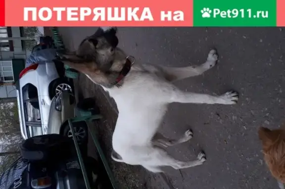 Собака найдена на пр. Строителей, 40 в Пензе