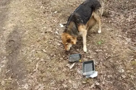 Собака найдена возле лесопарка по Сибирскому тракту, мальчик ищет хозяина. Екатеринбург