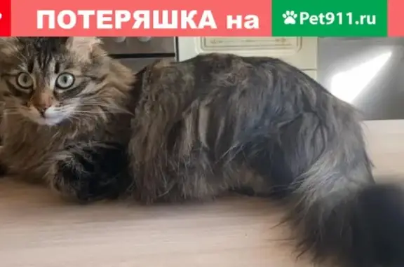 Пропала кошка Феликс, Москва, ул. Мусы Джалиля 10к1