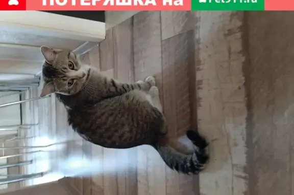 Найден котик на ул. Перелета, д.20 в Омске