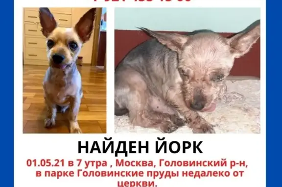 Собака Кобель с проблемой зрения найдена в Москве
