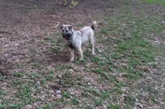 Найдена собака во дворе дома 59 на пр. Гагарина (Жуковский)