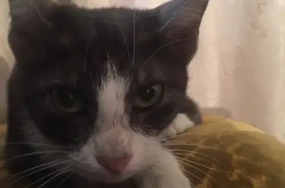 Найдена породистая кошка на Комсомольском поселке в Саратове