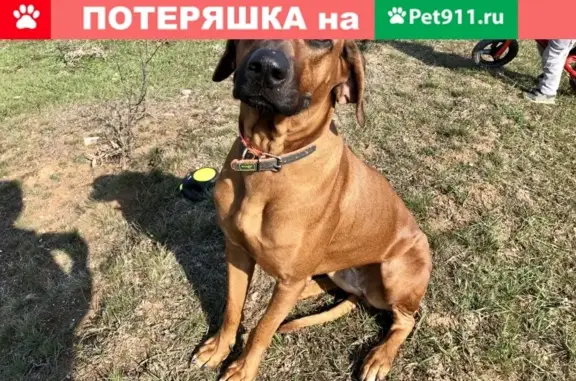 Пропала собака в Спирино, Нижний Новгород