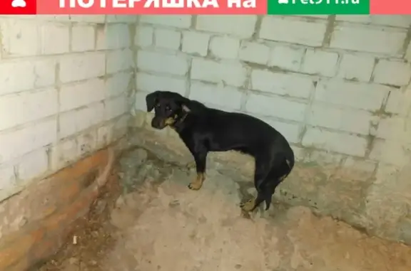 Собака найдена у Пятерочки в Воронеже.