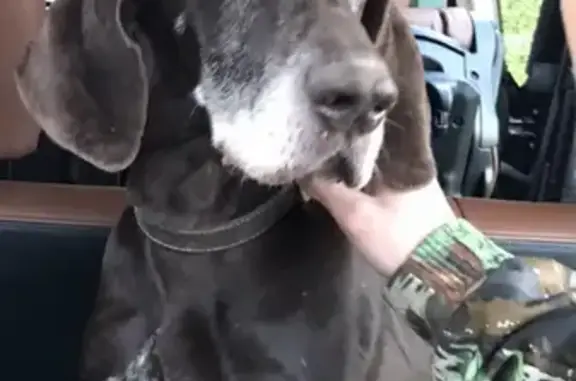Найдена собака в лесу Нестеровского района