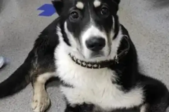 Найдена собака на Калужском шоссе, Москва