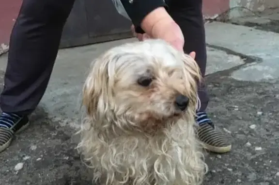 Найдена собака в Ярославле, шерсть в колтунах