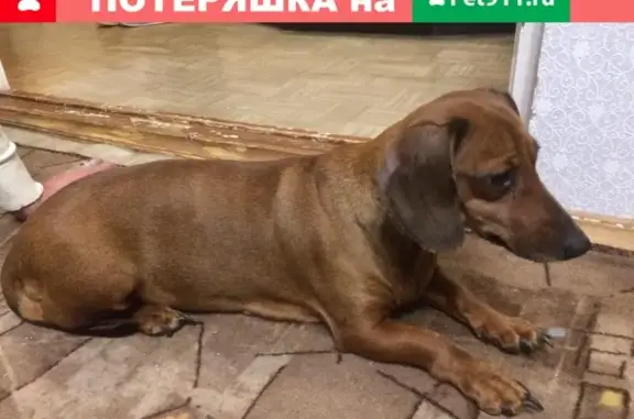 Собака Девочка найдена в Оренбурге