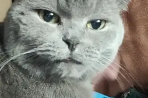 Кошки потеряшки, Миллерово, фото: Потеряшка кот Тихон на ул. Квартал имени Маршала Ефимова, Миллерово