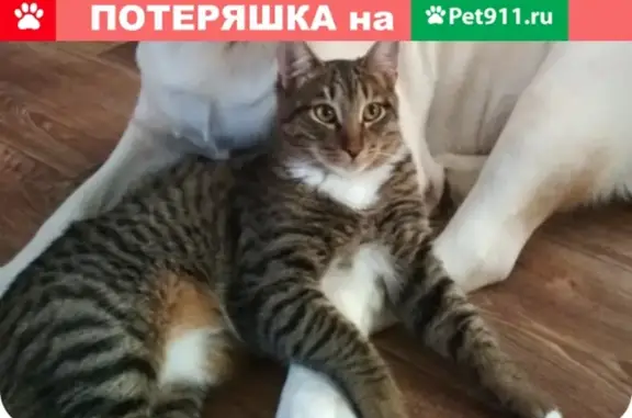 Пропал кот в Ижевске, ул. Вараксино, помогите!