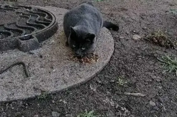 Найден серый кот в Оренбурге.