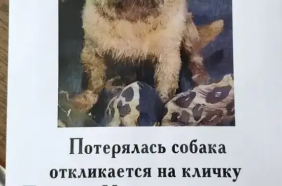 Собаки потеряшки, Ангарск, фото: Потеряшка Брюссельский грифон 