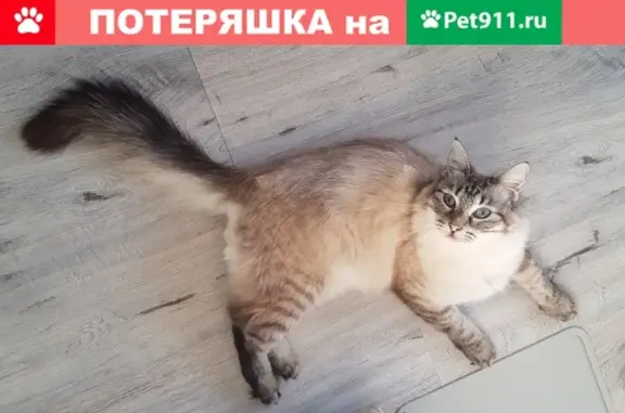 Пропала кошка на ул. Комдива Орлова, 10