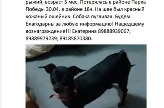 Пропала собака Той-терьер в Волгодонске, ул. М. Горького, 73