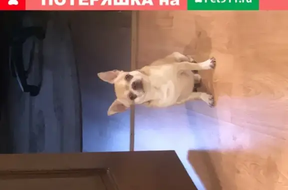 Пропала собака Оникс на улице Жуковского, Братск