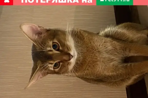 Пропала кошка Абиссинец, вознаграждение в Альметьевске