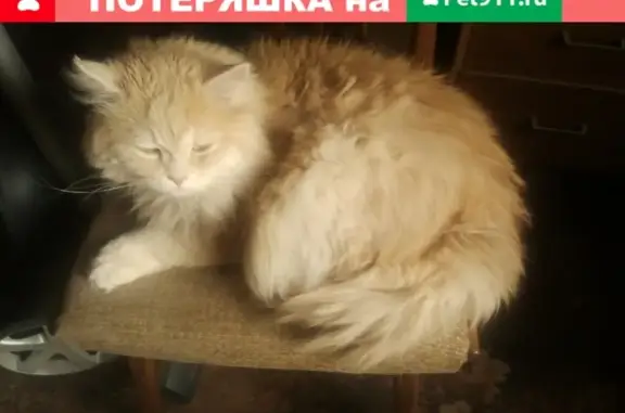 Пропала рыжая кошка с надорванным ухом в Москве