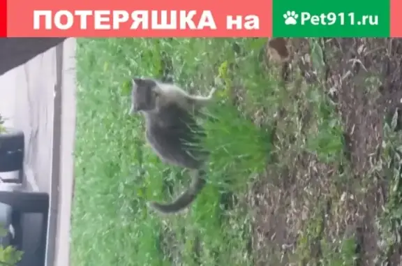 Найдена кошка на Ивантеевской в Москве