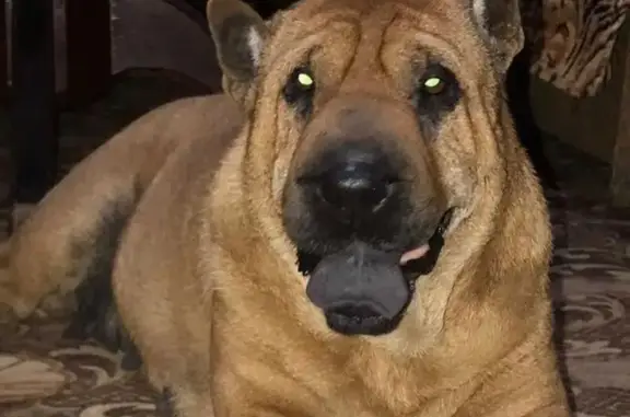 Пропала собака породы шарпей в Пятигорске
