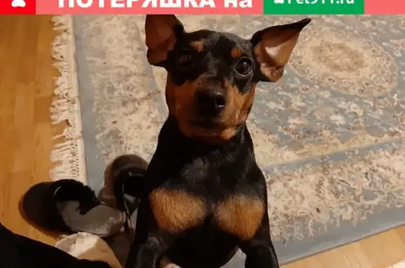 Пропала собака в Таганроге, район Дома Быта, ул.Социалистическая.