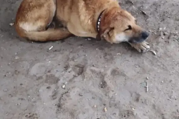 Собака Мальчик найдена в Щёлково.