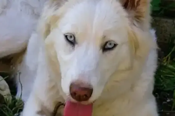 Найдена собака на Уральской улице, 17 в Краснодаре