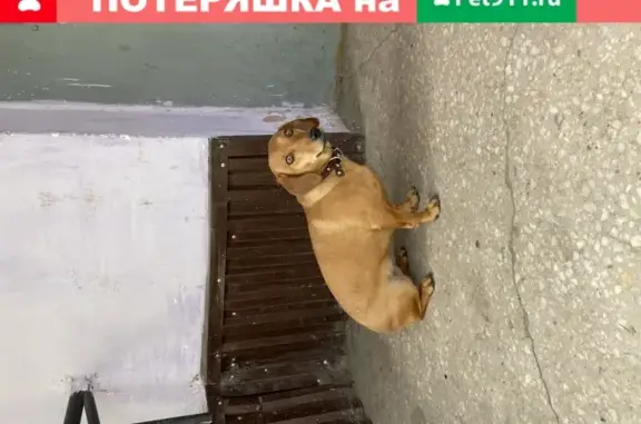 Найдена собака на улице Рябикова, дома 42 и 40