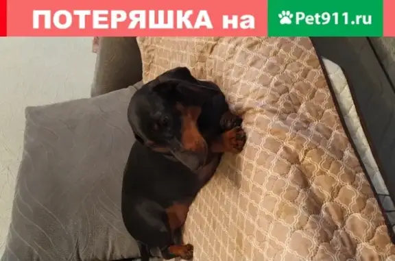 Собака найдена в Кузьминках, Москва