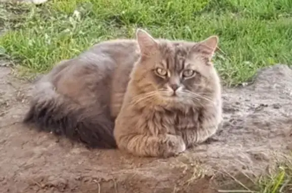 Пропала кошка в Московской обл., село Алтухово, 23 апреля.