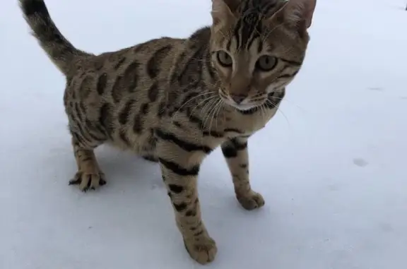 Пропал Бенгальский кот Степан в Нижнем Тагиле.