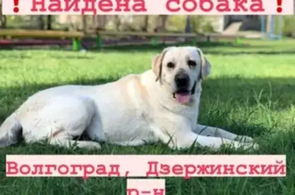 Найдена собака в Волгограде, порода лабрадор, сука.
