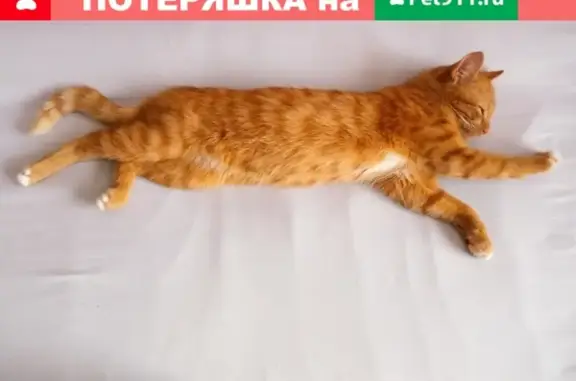 Пропала рыжая кошка в Кемерово