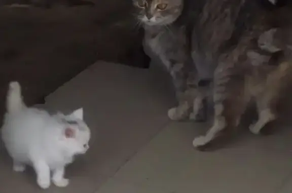 Найдена беременная кошка в Краснодаре.