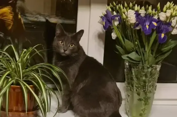 Пропала кошка Мусик, живущая в Москве
