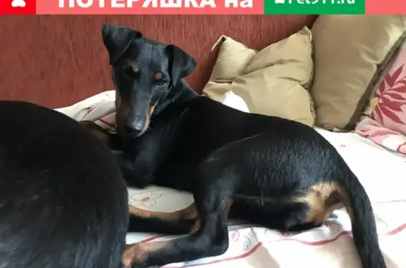 Найдена собака в лесу Внуково рядом с МВТ, Москва