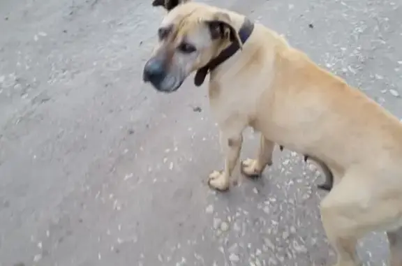 Собака найдена в Дядьково, возможно была на Васильевской улице, Рязань