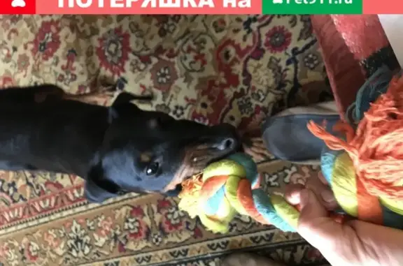 Собака найдена в лесу, Москва.