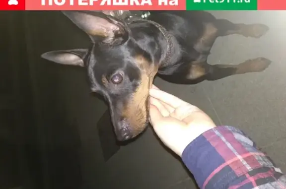 Собака на поводке в Севастополе