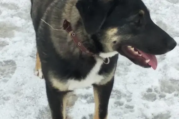 Пропала собака Найда в Городище 2, Воскресенск, 24.04.