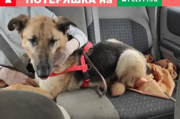 Пропала собака Шуша в Москве